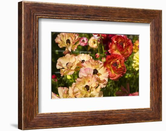 Buttercups in the Filoli Center in Woodside near San Francisco, California, USA-null-Framed Premium Giclee Print