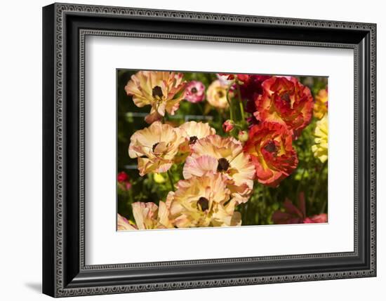 Buttercups in the Filoli Center in Woodside near San Francisco, California, USA-null-Framed Premium Giclee Print