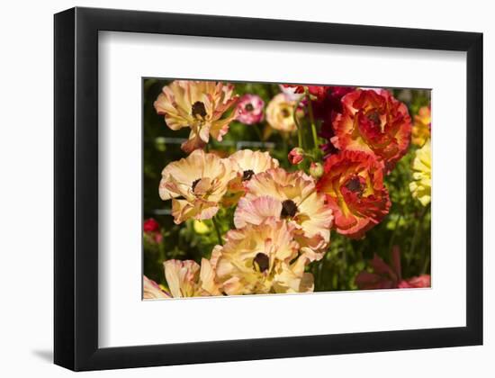 Buttercups in the Filoli Center in Woodside near San Francisco, California, USA-null-Framed Premium Giclee Print