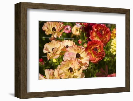 Buttercups in the Filoli Center in Woodside near San Francisco, California, USA-null-Framed Premium Giclee Print