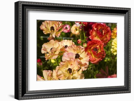 Buttercups in the Filoli Center in Woodside near San Francisco, California, USA-null-Framed Art Print