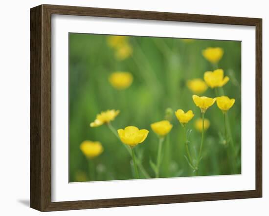 Buttercups-Lee Frost-Framed Photographic Print