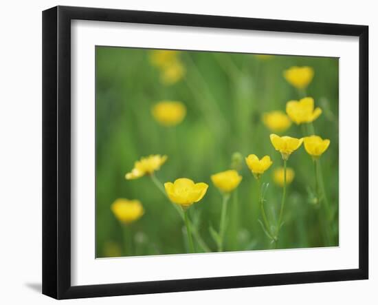 Buttercups-Lee Frost-Framed Photographic Print