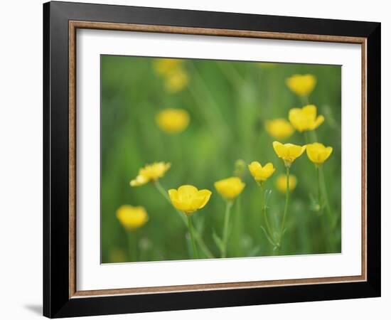 Buttercups-Lee Frost-Framed Photographic Print