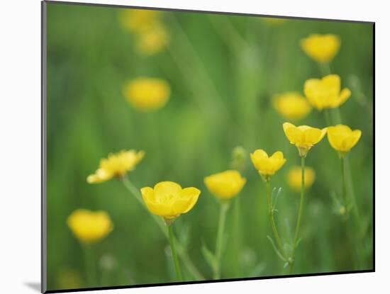 Buttercups-Lee Frost-Mounted Photographic Print