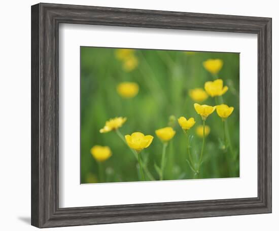 Buttercups-Lee Frost-Framed Photographic Print