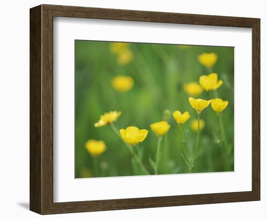 Buttercups-Lee Frost-Framed Photographic Print