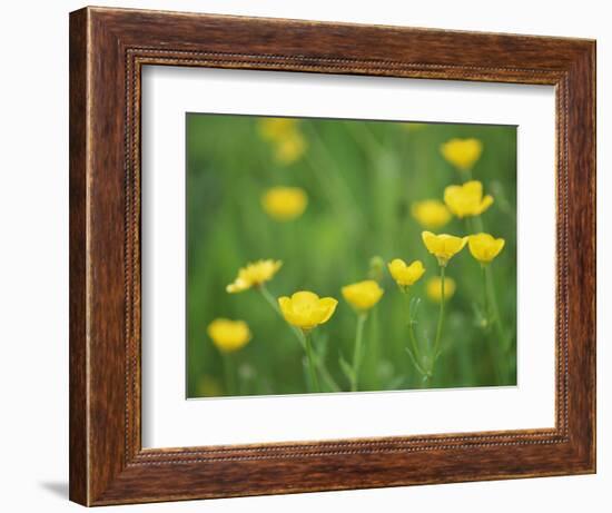 Buttercups-Lee Frost-Framed Photographic Print