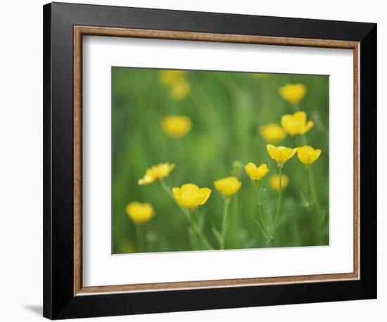 Buttercups-Lee Frost-Framed Photographic Print