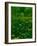 Buttercups-Steven Maxx-Framed Photographic Print