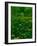 Buttercups-Steven Maxx-Framed Photographic Print