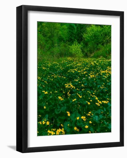 Buttercups-Steven Maxx-Framed Photographic Print