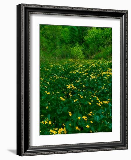 Buttercups-Steven Maxx-Framed Photographic Print