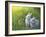 Buttercups-Kirk Reinert-Framed Giclee Print