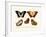 Butterflies, 1783-1806-null-Framed Giclee Print