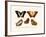 Butterflies, 1783-1806-null-Framed Giclee Print