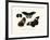 Butterflies, 1783-1806-null-Framed Giclee Print