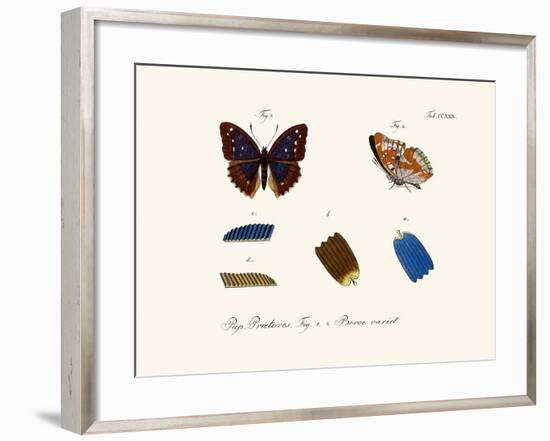 Butterflies, 1783-1806-null-Framed Giclee Print