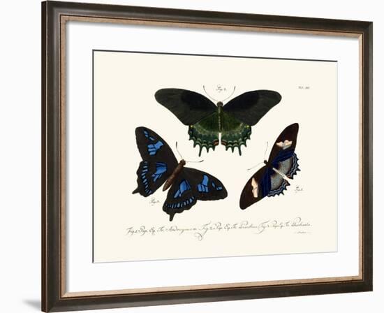 Butterflies, 1783-1806-null-Framed Giclee Print