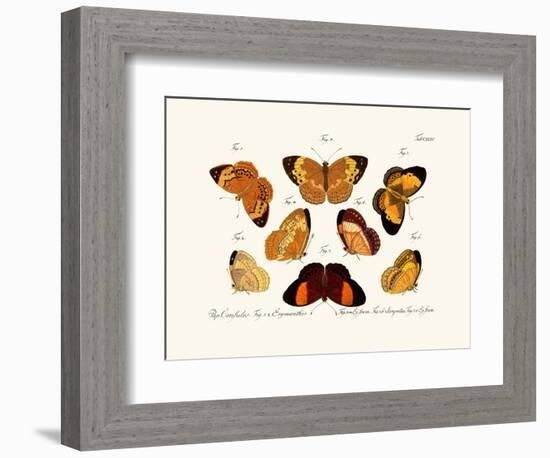 Butterflies, 1783-1806-null-Framed Giclee Print