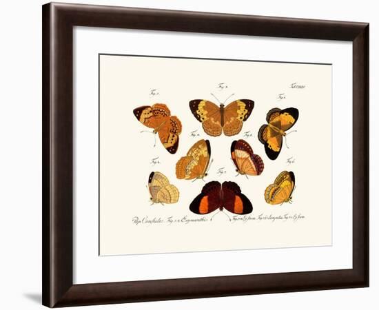 Butterflies, 1783-1806-null-Framed Giclee Print