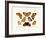 Butterflies, 1783-1806-null-Framed Giclee Print