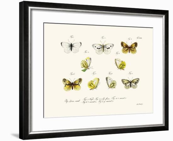 Butterflies, 1783-1806-null-Framed Giclee Print