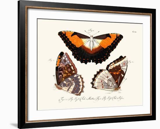 Butterflies, 1783-1806-null-Framed Giclee Print