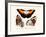 Butterflies, 1783-1806-null-Framed Giclee Print