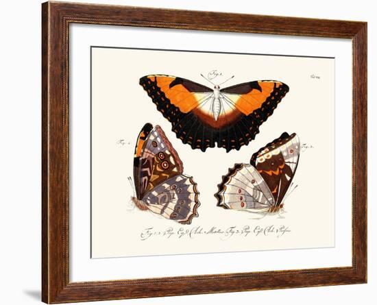 Butterflies, 1783-1806-null-Framed Giclee Print