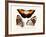 Butterflies, 1783-1806-null-Framed Giclee Print