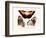 Butterflies, 1783-1806-null-Framed Giclee Print