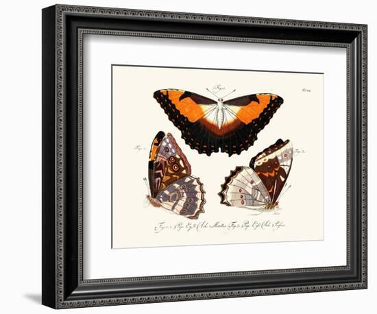 Butterflies, 1783-1806-null-Framed Giclee Print