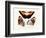 Butterflies, 1783-1806-null-Framed Giclee Print