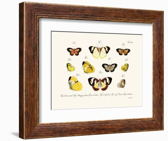 Butterflies, 1783-1806-null-Framed Giclee Print