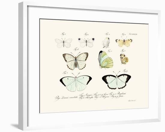 Butterflies, 1783-1806-null-Framed Giclee Print