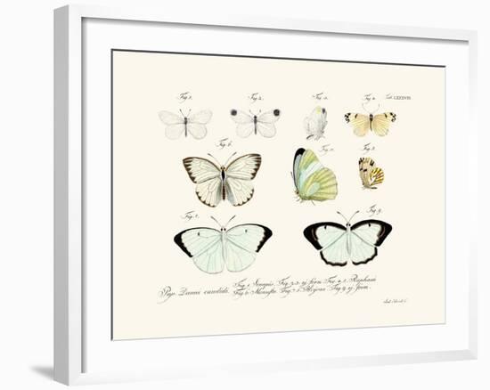 Butterflies, 1783-1806-null-Framed Giclee Print