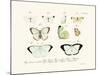 Butterflies, 1783-1806-null-Mounted Giclee Print