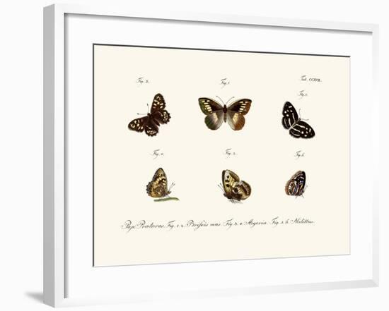 Butterflies, 1783-1806-null-Framed Giclee Print