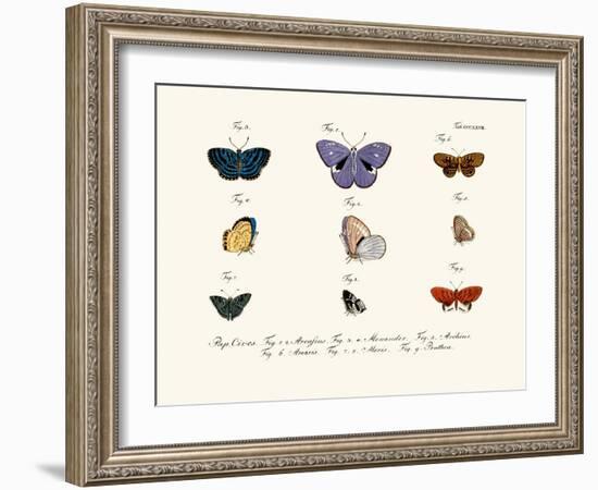 Butterflies, 1783-1806-null-Framed Giclee Print