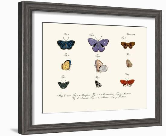 Butterflies, 1783-1806-null-Framed Giclee Print