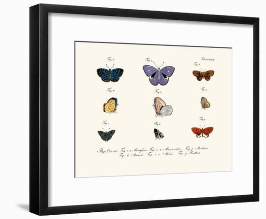 Butterflies, 1783-1806-null-Framed Giclee Print