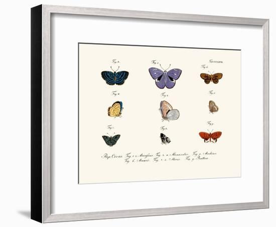 Butterflies, 1783-1806-null-Framed Giclee Print