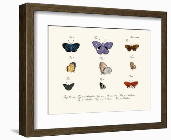 Butterflies, 1783-1806-null-Framed Giclee Print