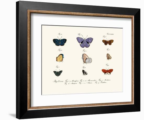 Butterflies, 1783-1806-null-Framed Giclee Print