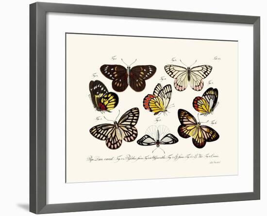 Butterflies, 1783-1806-null-Framed Giclee Print