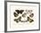 Butterflies, 1783-1806-null-Framed Giclee Print