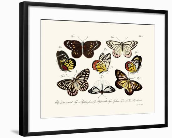 Butterflies, 1783-1806-null-Framed Giclee Print