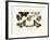 Butterflies, 1783-1806-null-Framed Giclee Print