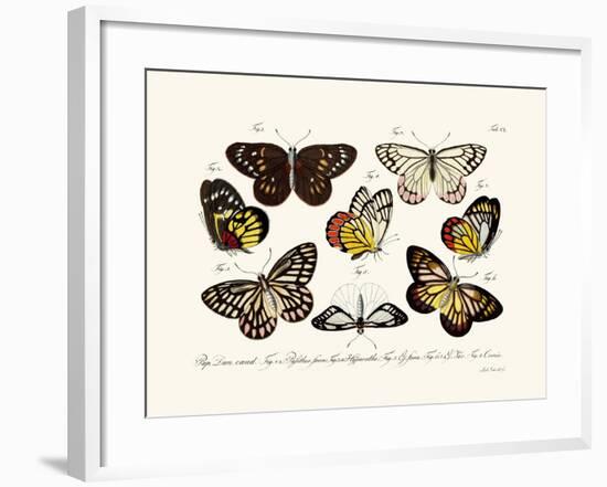 Butterflies, 1783-1806-null-Framed Giclee Print